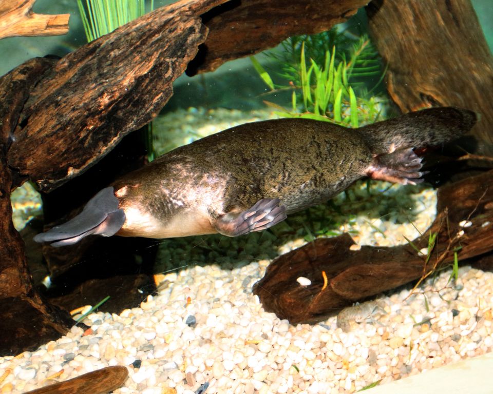 Platypus Image